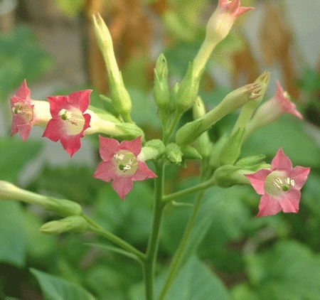 煙草中的抗癌成分 科學與認知的平衡