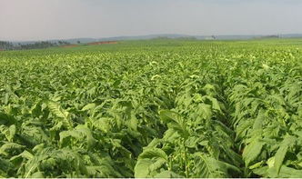 煙草大王退休，煙草專業為何依舊火熱？