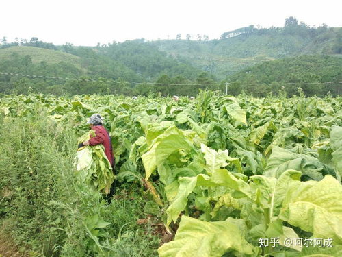 大涼山深處的“金色煙葉” 產業扶持與生態挑戰的雙重奏