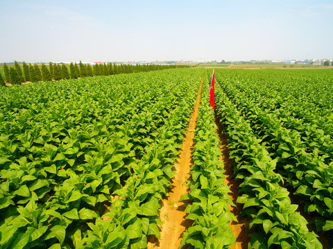 煙草種植 從煙地選擇到收獲的農(nóng)業(yè)實(shí)踐